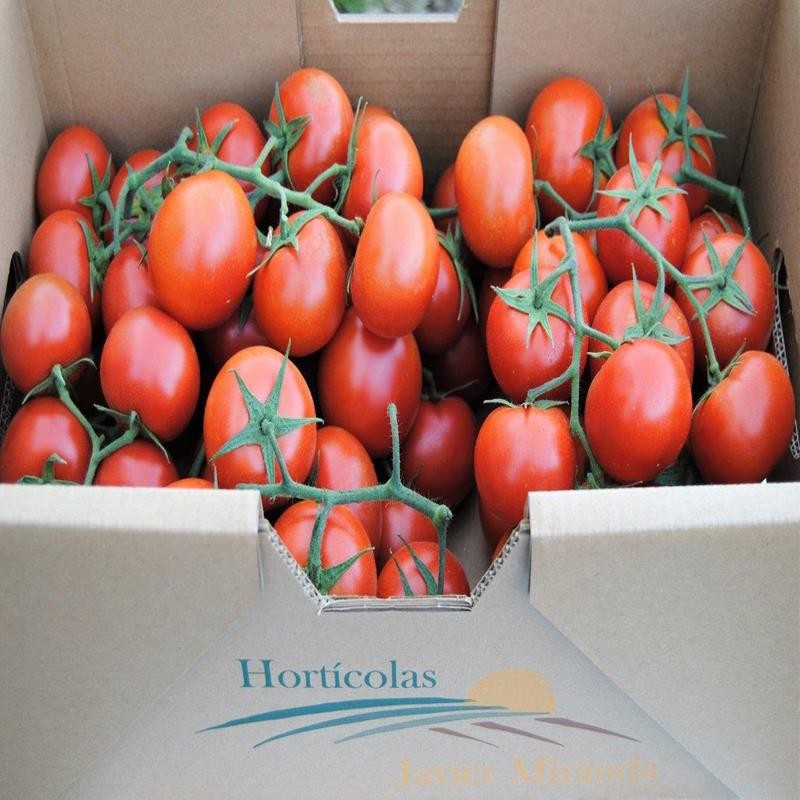 Tomate Rama Terras de Miranda Tomate Rama Terras de Miranda