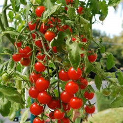 Planta Tomates Cherry