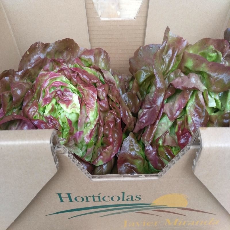 Lechuga Morada Lechuga Morada
