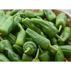 Pimiento Variedad Padrón